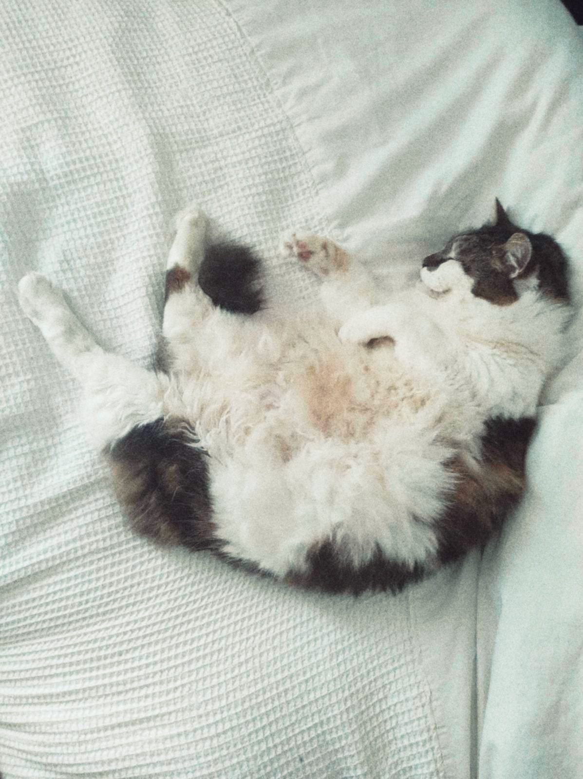 A fluffy cat curled up asleep