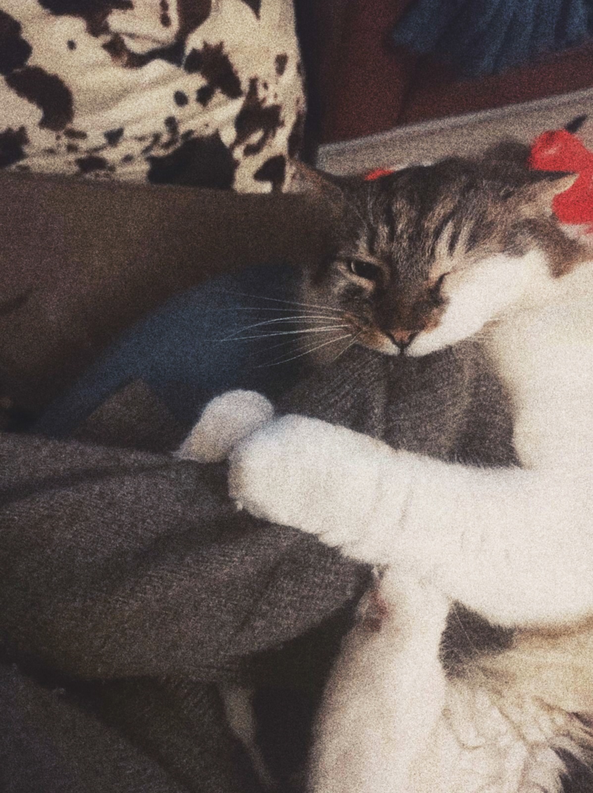 A cat very much enjoying biting a persons sleeve